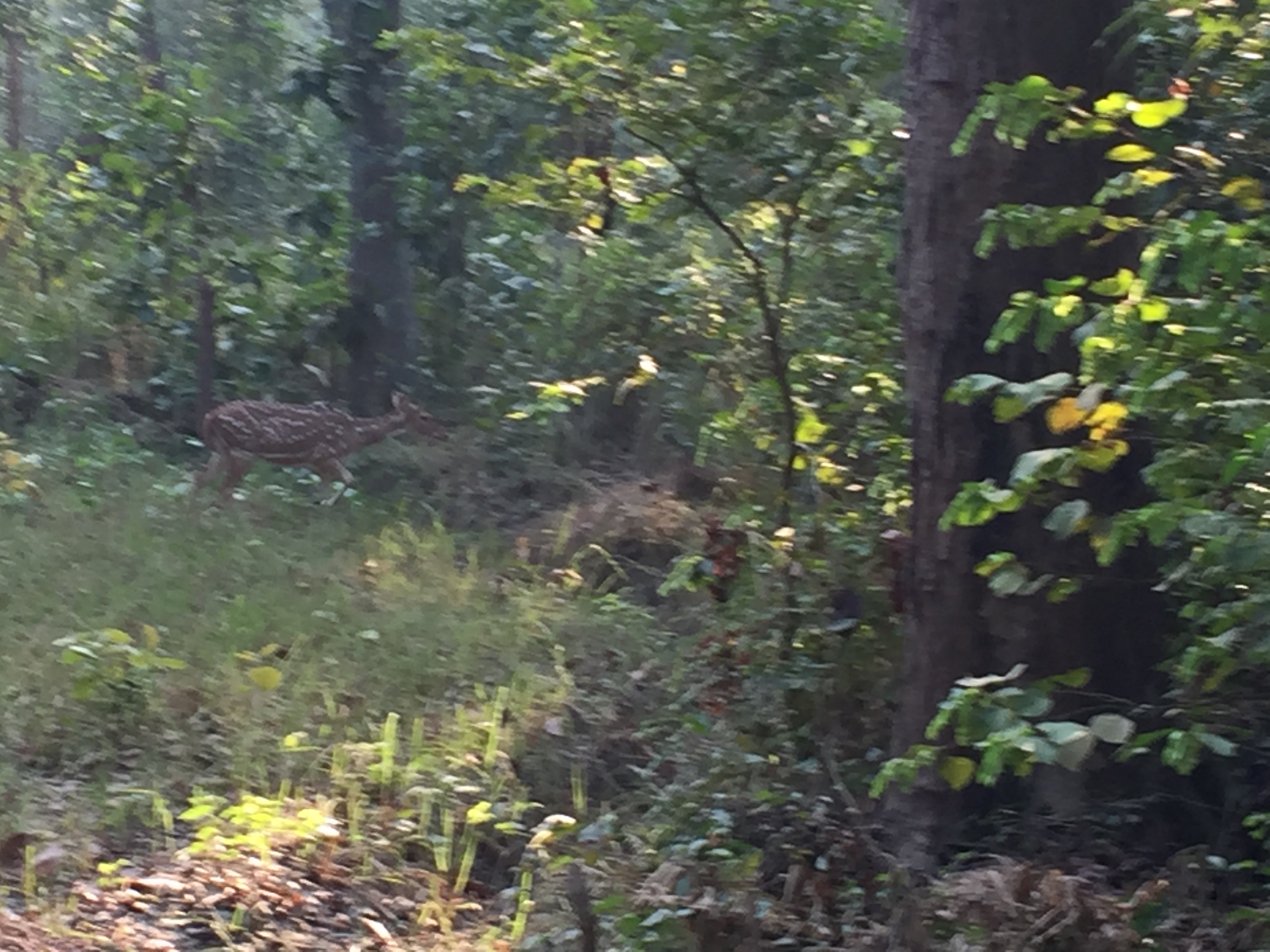 Bardia national park tour (28) - FIRST ENVIRONMENTAL TREKKING Pvt. Ltd.