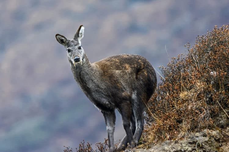 Musk Deer (1)