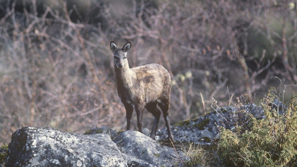 Musk Deer (2)