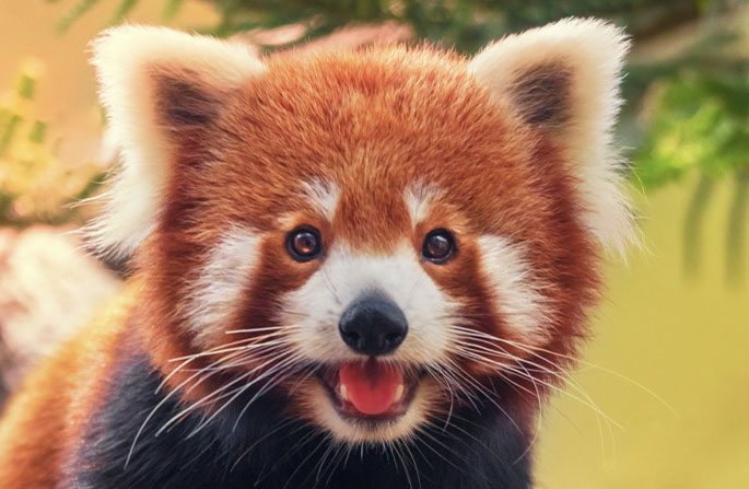 Red Panda Langtang